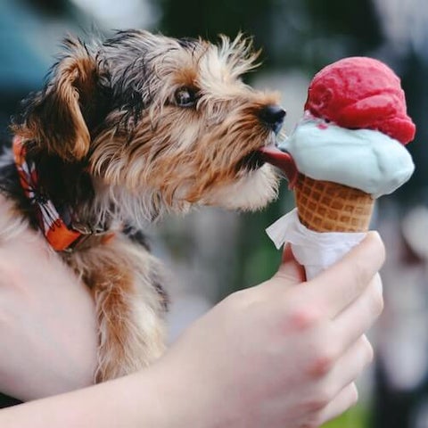 dog and ice cream